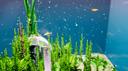 Fish Game screenshot 1