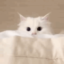 Discovery icon for Cattoccino Discord server