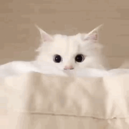 Discovery icon for Cattoccino Discord server